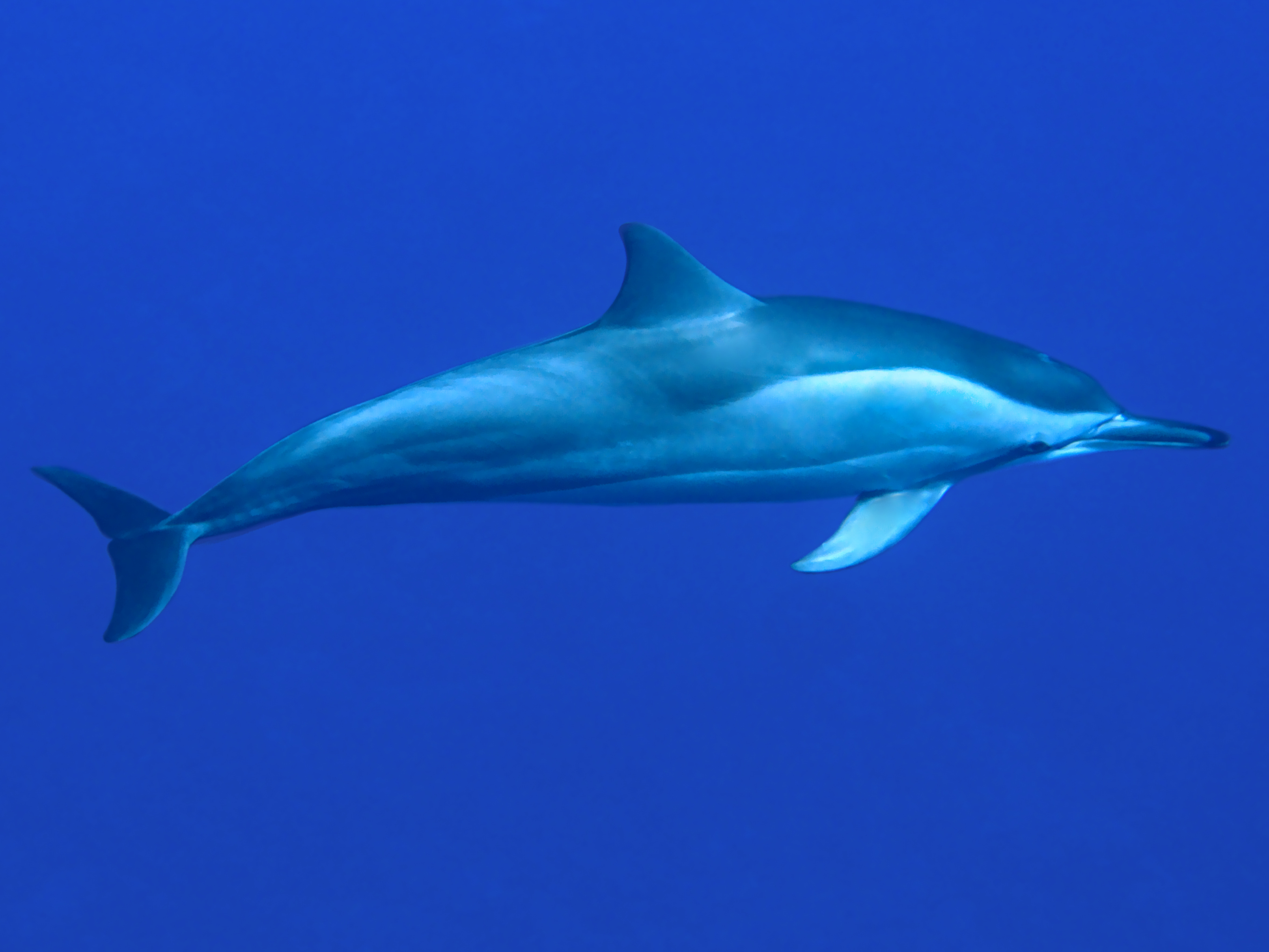 Spinner Dolphin